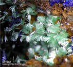 Griechenland Mineralien Laurion Hilarion Olivenit