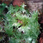 Griechenland Mineralien Laurion Hilarion Olivenit