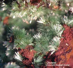 Griechenland Mineralien Laurion Hilarion Olivenit