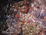 Griechenland Mineralien Laurion Hilarion Olivenit