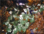 Griechenland Mineralien Laurion Hilarion Olivenit
