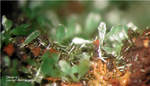 Griechenland Mineralien Laurion Hilarion Olivenit