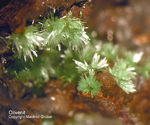 Griechenland Mineralien Laurion Hilarion Olivenit