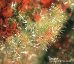 Griechenland Mineralien Laurion Hilarion Olivenit