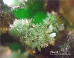Griechenland Mineralien Laurion Hilarion Olivenit