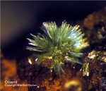 Griechenland Mineralien Laurion Hilarion Olivenit