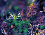 Griechenland Mineralien Laurion Hilarion Olivenit