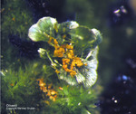 Griechenland Mineralien Laurion Hilarion Olivenit