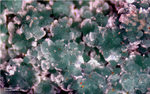 Griechenland Mineralien Laurion Hilarion Olivenit