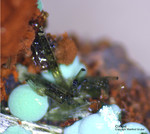 Griechenland Mineralien Laurion Hilarion Olivenit
