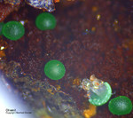 Griechenland Mineralien Laurion Hilarion Olivenit