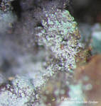 Mineralien Griechenland Lavrion Hilarion Parnauit