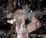 Mineralien Griechenland Lavrion Hilarion Parnauit