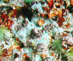 Mineralien Griechenland Lavrion Hilarion Parnauit