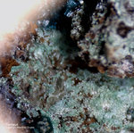 Mineralien Griechenland Lavrion Hilarion Parnauit