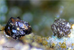 Griechenland Mineralien Lavrion Hilarion Skorodit