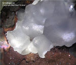 Griechenland Mineralien Lavrion Hilarion Smithsonit