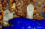 Griechenland Mineralien Lavrion Hilarion Smithsonit