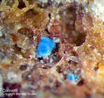 Griechenland Mineralien Lavrion Jean Baptiste Connellit
