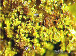 Griechenland Mineralien Lavrion Jean Baptiste Gartrellit