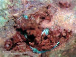 Griechenland Lavrion Mineralien Jean Baptiste Karminit