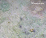 Griechenland Mineralien Lavrion Jean Baptiste Gold