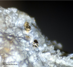Griechenland Mineralien Lavrion Jean Baptiste Gold