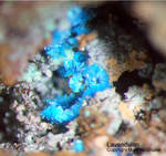 Griechenland Mineralien Lavrion Jean Baptiste Lavendulan