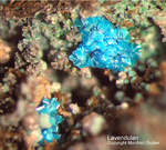 Griechenland Mineralien Lavrion Jean Baptiste Lavendulan