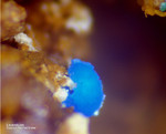 Griechenland Mineralien Lavrion Jean Baptiste Lavendulan