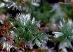 Griechenland Mineralien Lavrion Jean Baptiste Olivenit