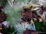 Griechenland Mineralien Lavrion Jean Baptiste Olivenit