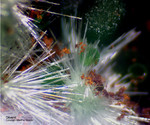 Griechenland Mineralien Lavrion Jean Baptiste Olivenit