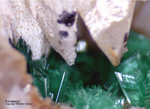 Griechenland Lavrion Mineralien KM3 Annabergit