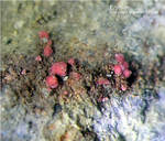 Griechenland Lavrion Mineralien Plaka Erythrin