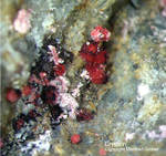Griechenland Lavrion Mineralien Plaka Erythrin