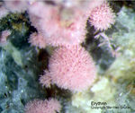 Griechenland Lavrion Mineralien Plaka Erythrin