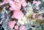 Griechenland Lavrion Mineralien Plaka Erythrin