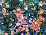 Griechenland Lavrion Mineralien Plaka Erythrin