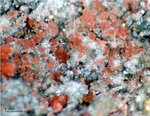 Griechenland Lavrion Mineralien Plaka Erythrin