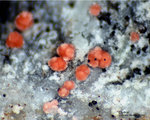 Griechenland Lavrion Mineralien Plaka Erythrin