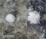 Griechenland Lavrion Mineralien Plaka Pikropharmakolith