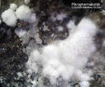 Griechenland Lavrion Mineralien Plaka Pikropharmakolith