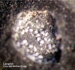 Griechenland Lavrion Mineralien Passa Limani Lanarkit