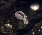 Griechenland Lavrion Mineralien Passa Limani Phosgenit