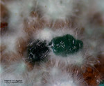 Griechenland Lavrion Mineralien Serpieri Adamin