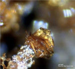 Griechenland Lavrion Mineralien Serpieri Jarosit