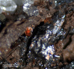 Mineralien Schweiz Lengenbach Hutchinsonit