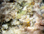 Mineralien Bayern Hagendorf Süd Autunit
