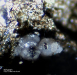 Mineralien Bayern Hagendorf Süd Benyacarit